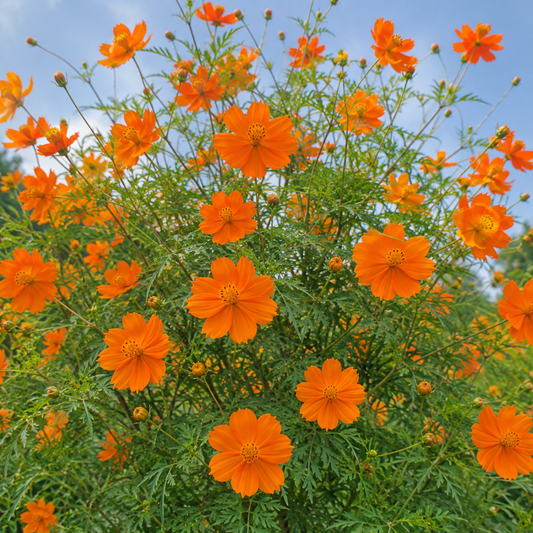 Cosmos Orange Seeds – Desi Variety | Easy-Growing Flower Seeds for Home Gardening - Vanashree Organics