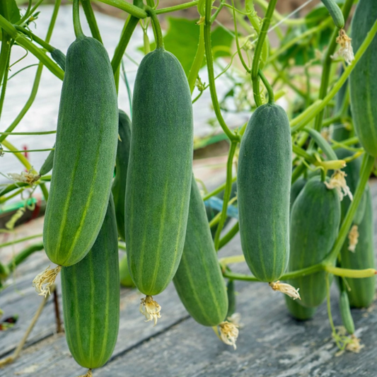 Cucumber Seeds – Kheera Variety | Vellarikkai | High Germination for Home Gardening - Vanashree Organics