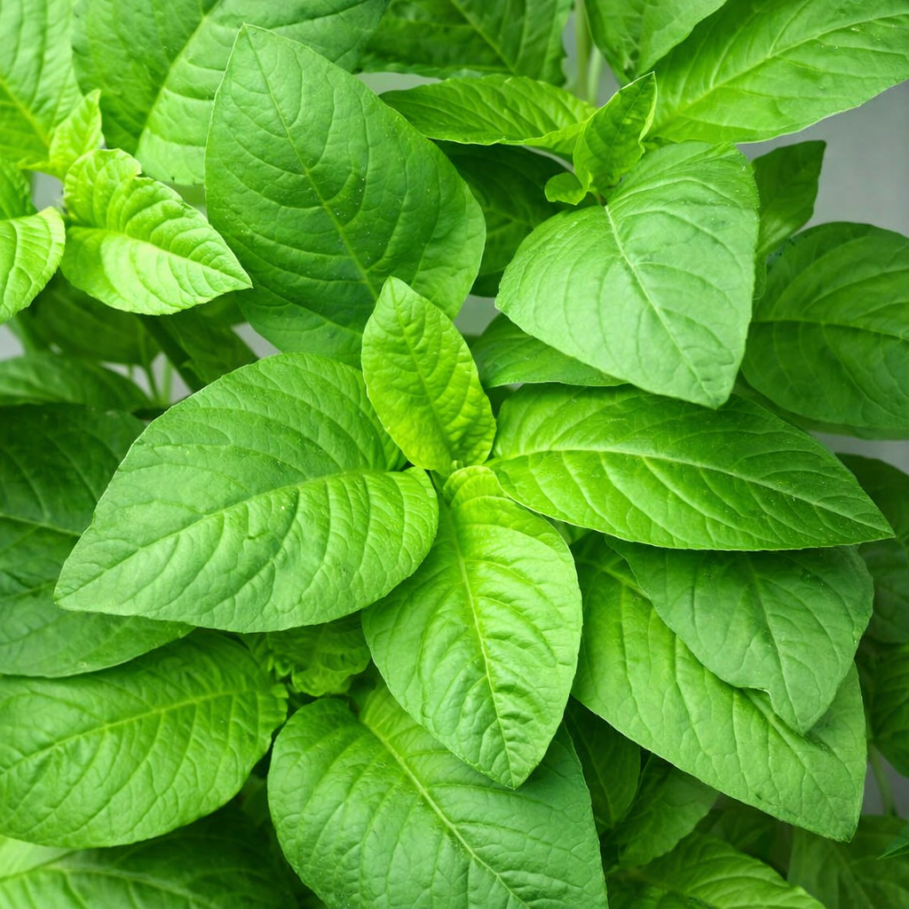 Amaranthus Seeds – Desi Thotakura Variety | Chaulai/Thandu Keerai/Harive Soppu | High Germination for Home Gardening - Vanashree Organics