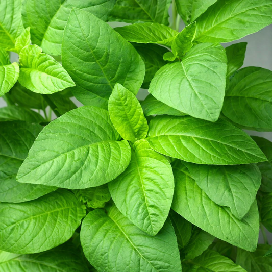 Amaranthus Seeds – Desi Thotakura Variety | Chaulai/Thandu Keerai/Harive Soppu | High Germination for Home Gardening - Vanashree Organics
