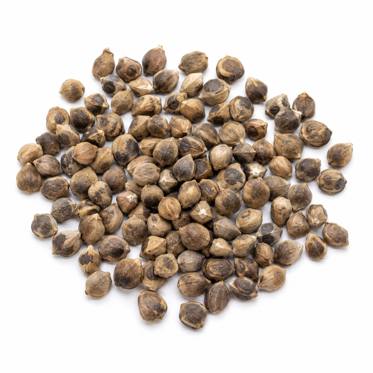 Drumstick Seeds – Desi Munagakaya Variety | Moringa/Sahjan/Murungai | High Germination for Home Gardening - Vanashree Organics