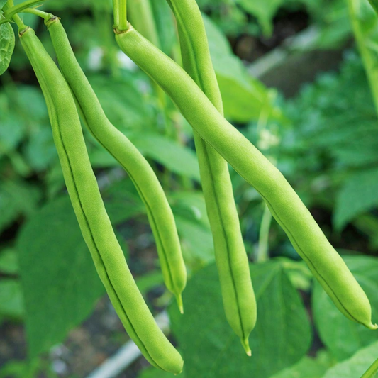 French & Pole Beans Seeds – Desi Variety | Farasbi/Beans | High Germination for Home Gardening - Vanashree Organics
