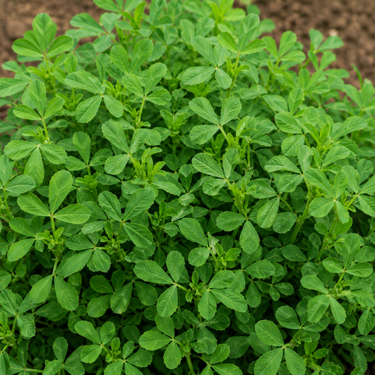 Kasturi Methi Seeds – Menthikura Variety | Aromatic Fenugreek Leaf Seeds for Home Gardening - Vanashree Organics