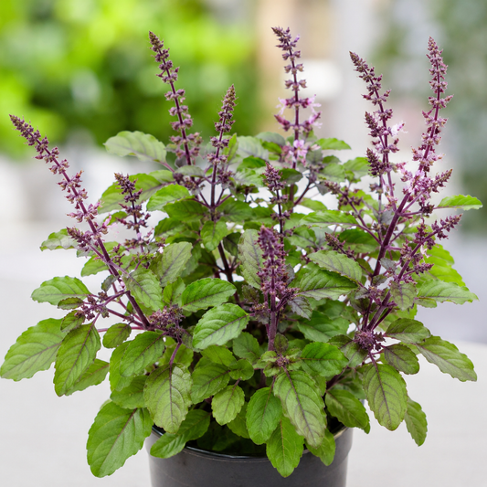 Krishna Tulasi Seeds – Desi Sacred Basil Variety | Purple Holy Basil for Home Gardening - Vanashree Organics