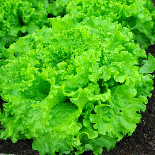Lettuce Green Seeds – High Germination Salad Green Seeds for Home Gardening - Vanashree Organics