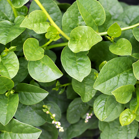 Malabar Spinach Seeds – Desi Bachhali Kura Variety | Pui Saag/Vaalari | High Germination for Home Gardening - Vanashree Organics