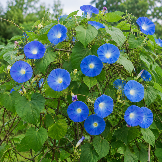 Morning Glory Blue Seeds – Desi Vishnukranthi Variety | Fast-Growing Climbing Flower Seeds for Home Gardening - Vanashree Organics