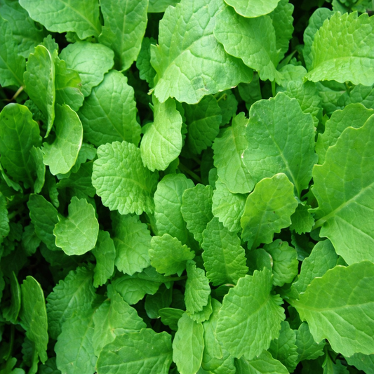 Mustard Greens Seeds – Desi Ava Kura/Sarson Variety | High Germination for Home Gardening - Vanashree Organics