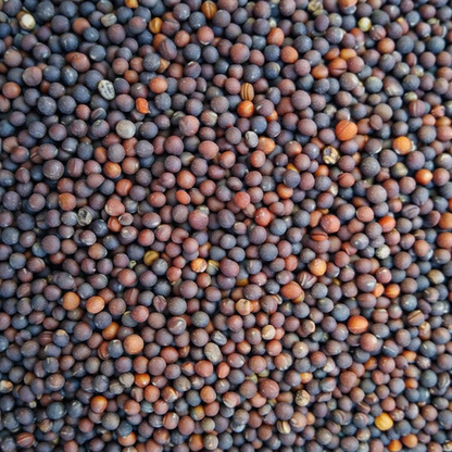 Mustard Greens Seeds – Desi Ava Kura/Sarson Variety | High Germination for Home Gardening - Vanashree Organics