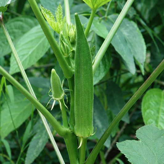 Okra Seeds – Desi Bendakaya Variety | Bhindi/Vendakkai | High Germination for Home Gardening - Vanashree Organics