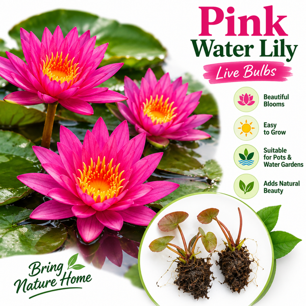 Water Lily Pink Bulb – Aquatic Flowering Plant for Ponds & Water Gardens