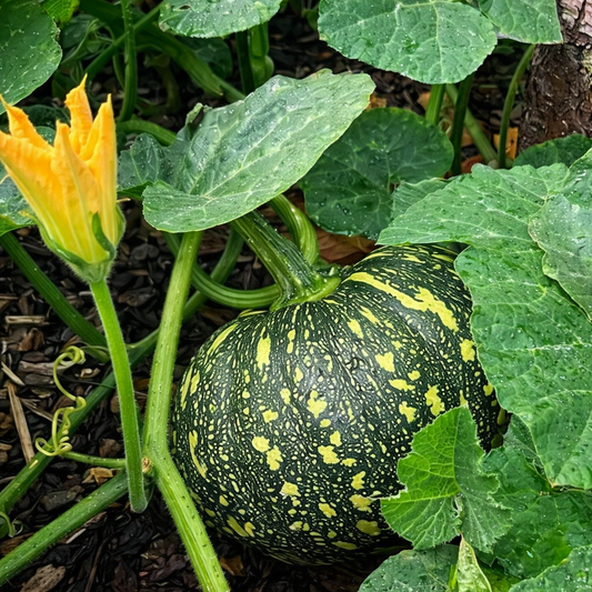 Pumpkin Seeds – Desi Gummadikaya Variety | Kaddu/Poosanikai | High Germination for Home Gardening - Vanashree Organics