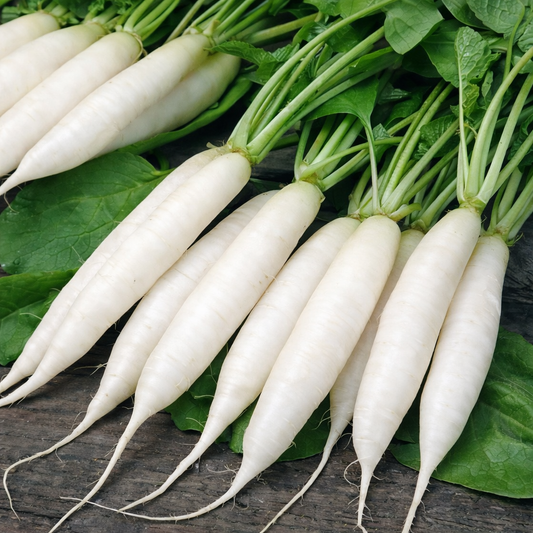 Radish Seeds – Desi Mullangi Variety | Mooli | High Germination for Home Gardening - Vanashree Organics