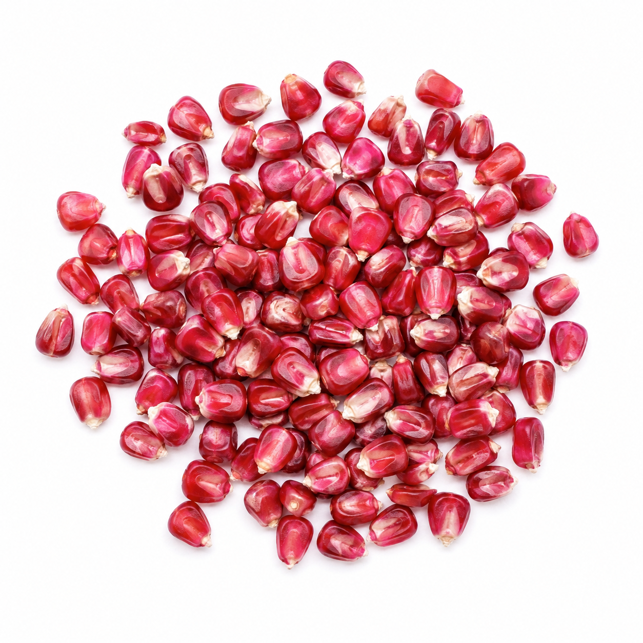 Corn Red Seeds – Desi Erra Mokkajonna Variety | Makka/Cholam | High Germination for Home Gardening - Vanashree Organics