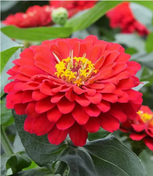 Zinnia Red Seeds for Home Sowing