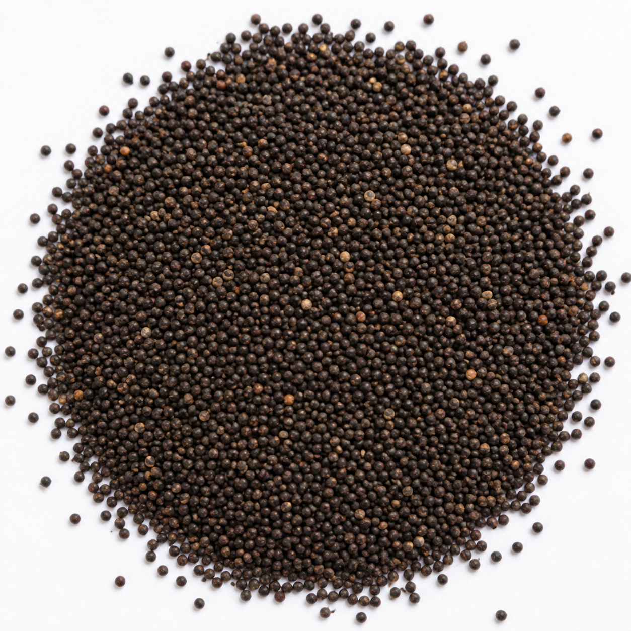 15 Ft Amaranthus Seeds – Desi 15 Adugula Totakura Variety | Chaulai/Thandu Keerai/Harive Soppu | High Germination for Home Gardening - Vanashree Organics
