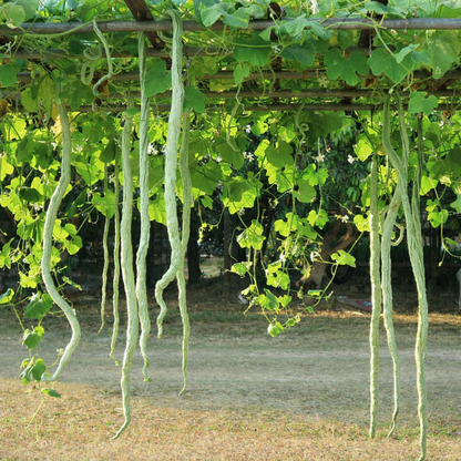 Snake Gourd Seeds – Desi Variety | Potlakaya/Chichinda/Pudalangai | High Germination for Home Gardening - Vanashree Organics