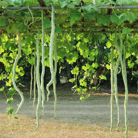 Snake Gourd Seeds – Desi Variety | Potlakaya/Chichinda/Pudalangai | High Germination for Home Gardening - Vanashree Organics