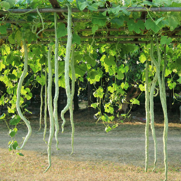 Snake Gourd Seeds – Desi Variety | Potlakaya/Chichinda/Pudalangai | High Germination for Home Gardening - Vanashree Organics