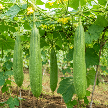 Sponge Gourd Seeds – Desi Neti Beerakaya Variety | Tori/Peerkangai | High Germination for Home Gardening - Vanashree Organics