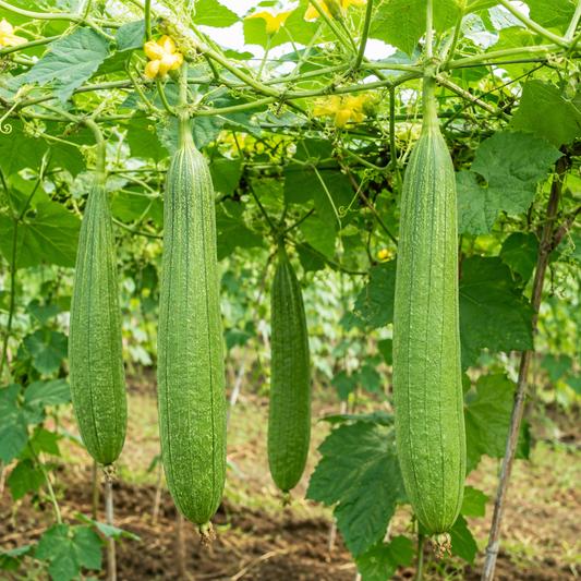 Sponge Gourd Seeds – Desi Neti Beerakaya Variety | Tori/Peerkangai | High Germination for Home Gardening - Vanashree Organics