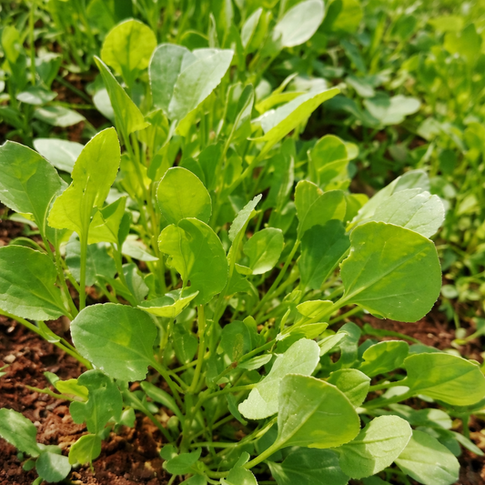 Sorrel Leaves Seeds – Desi Chukka Kura Variety | Ambat Chukka/Puliyarai | High Germination for Home Gardening - Vanashree Organics