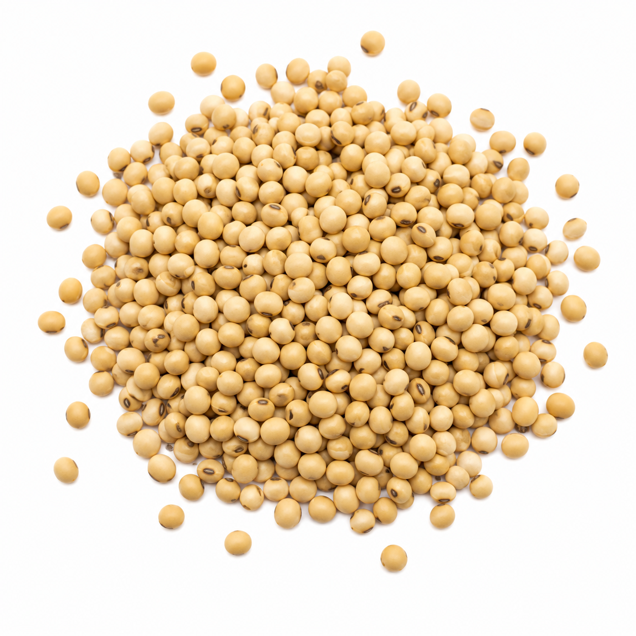 Soybean Seeds – Desi Variety | Soya Beans for Home Gardening - Vanashree Organics