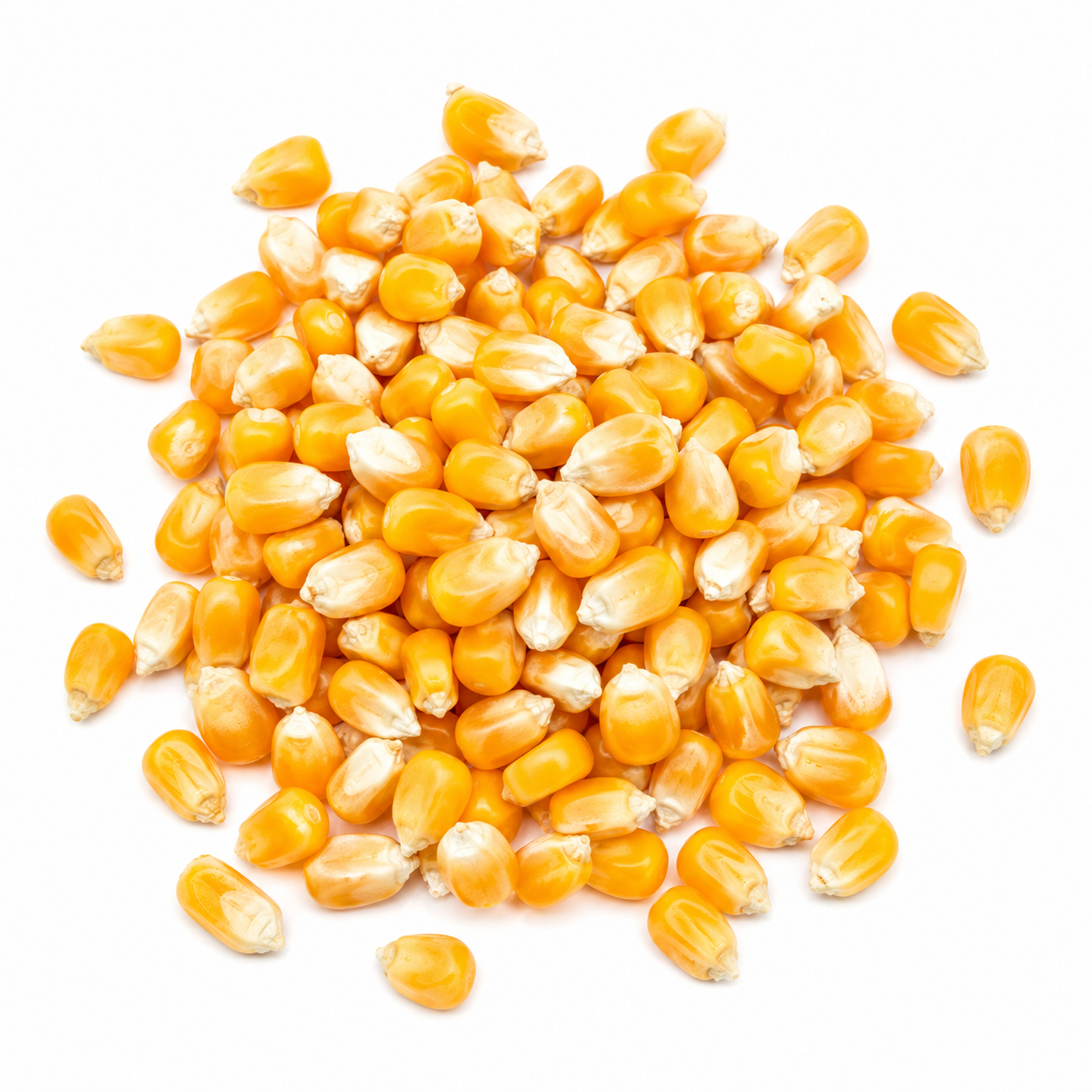 Sweet Corn Seeds – Desi Teepi Mokkajonna Variety | Meetha Makka | High Germination for Home Gardening - Vanashree Organics