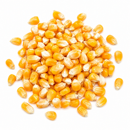 Sweet Corn Seeds – Desi Teepi Mokkajonna Variety | Meetha Makka | High Germination for Home Gardening - Vanashree Organics