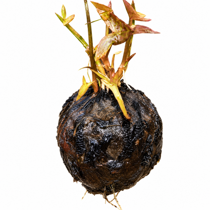 Water Lily Pink Bulb – Aquatic Flowering Plant for Ponds & Water Gardens
