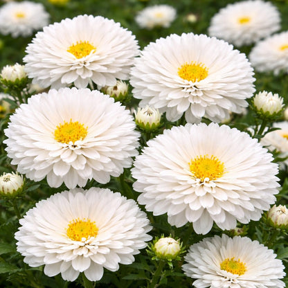 Aster Seeds for Home Sowing