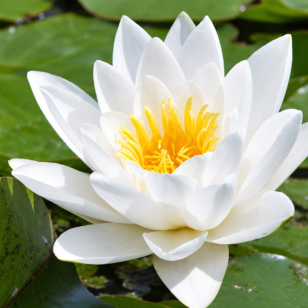 Water Lily White Bulb – Aquatic Flowering Plant for Ponds & Water Gardens