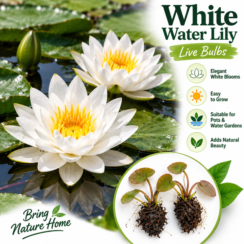 Water Lily White Bulb – Aquatic Flowering Plant for Ponds & Water Gardens