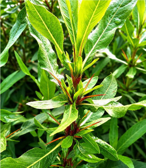 Aidhak (Gorintaku) Seeds for Home Sowing