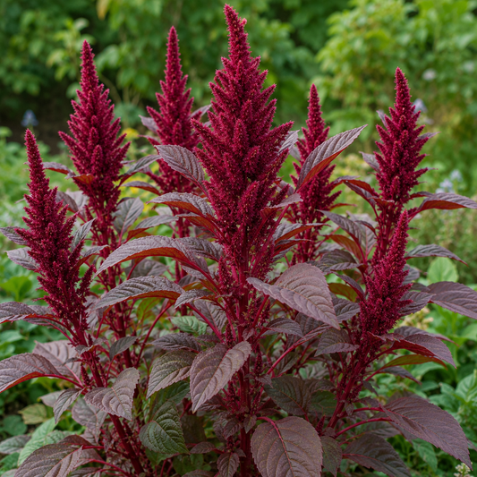 Amaranthus Red Seeds – Desi Erra Thotakura Variety | Chaulai/Thandu Keerai/Harive Soppu | High Germination for Home Gardening - Vanashree Organics