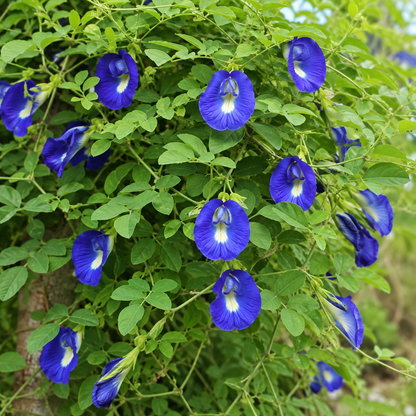 Aparajita Blue Seeds – Desi Neeli Shankhupushpi Variety | Butterfly Pea Flower for Home Gardening - Vanashree Organics
