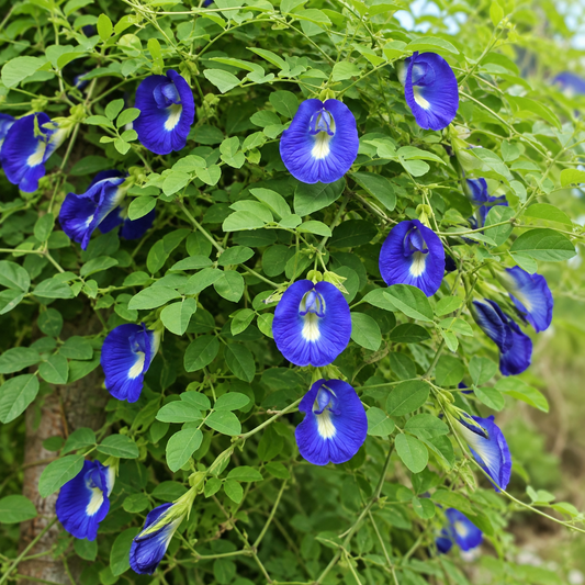 Aparajita Blue Seeds – Desi Neeli Shankhupushpi Variety | Butterfly Pea Flower for Home Gardening - Vanashree Organics