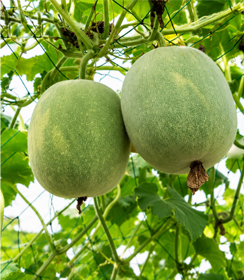 Ash Gourd (Budida Gummadikaya) Seeds for Home Sowing