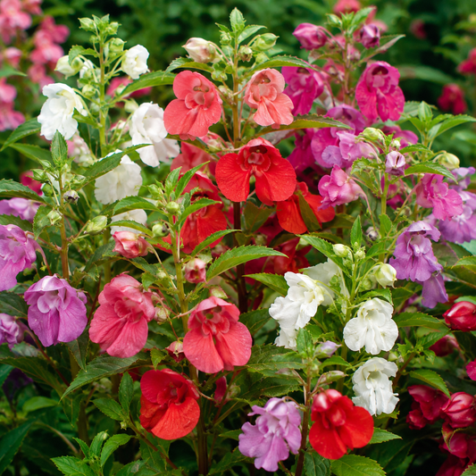 Balsam Mix Seeds – Desi Gulmehndi Variety | Colorful Flowering Seeds for Home Gardening - Vanashree Organics