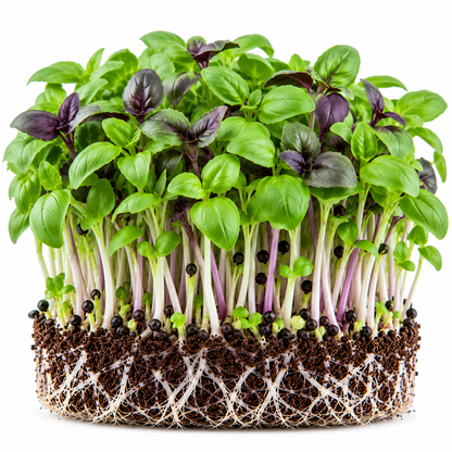 Basil microgreens tray grown at home from Vanashree Organics microgreen seeds