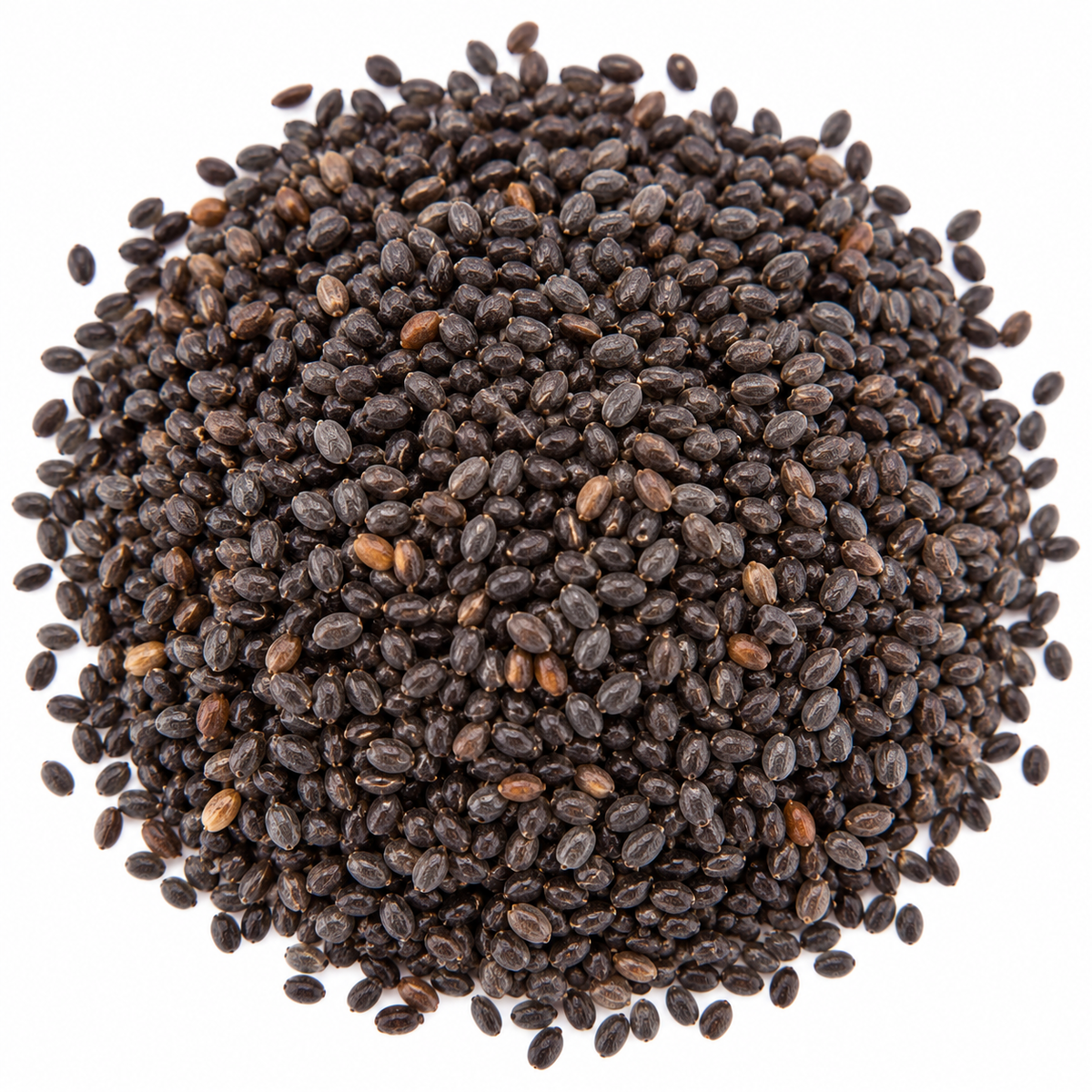 Basil microgreen seeds 10g pack – non-GMO, high germination | Vanashree Organics