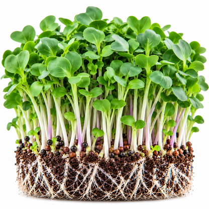 Cabbage microgreens tray grown at home from Vanashree Organics microgreen seeds