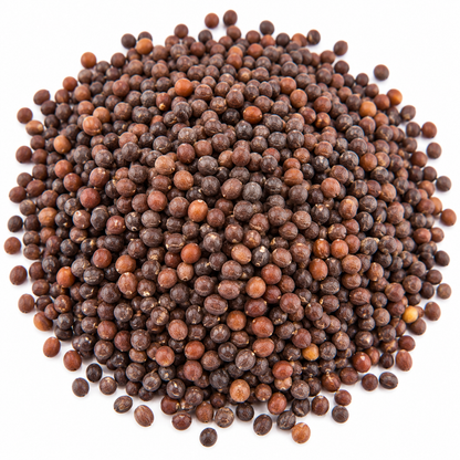 Cabbage microgreen seeds 10g pack – non-GMO, high germination | Vanashree Organics