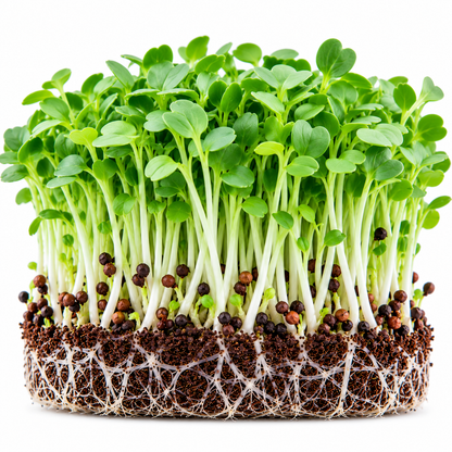 Cauliflower microgreens tray grown at home from Vanashree Organics microgreen seeds