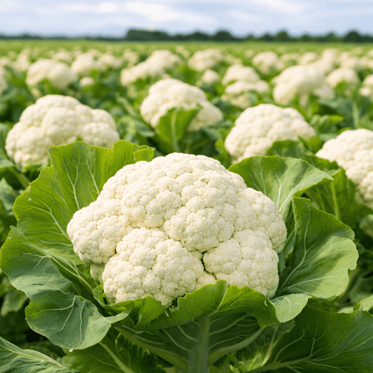 🎁 Cauliflower Seeds for Home Growing (100% off) - Vanashree Organics