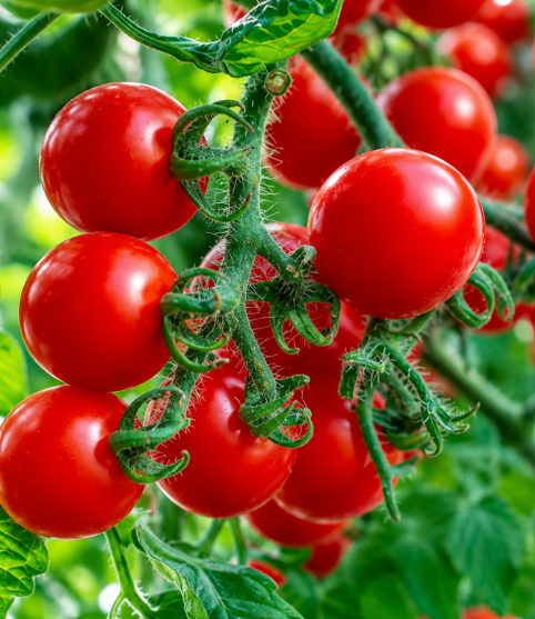 Cherry Tomato Seeds for Home Sowing