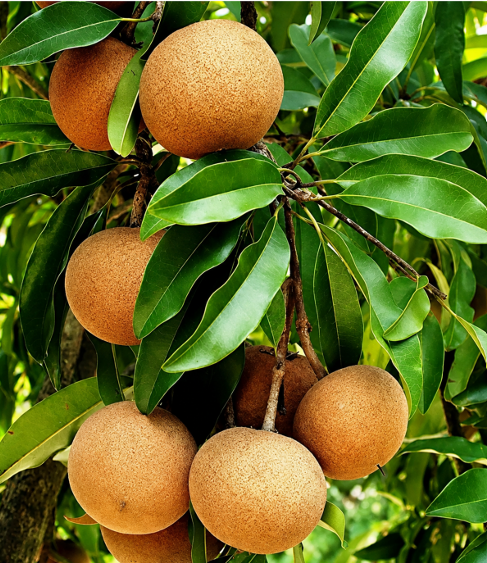 Chikoo (Sapota) Seeds for Home Sowing