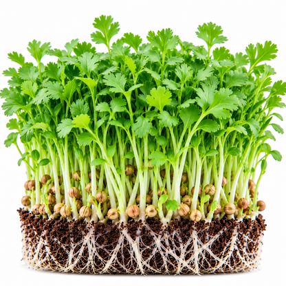 Coriander microgreens tray grown at home from Vanashree Organics microgreen seeds