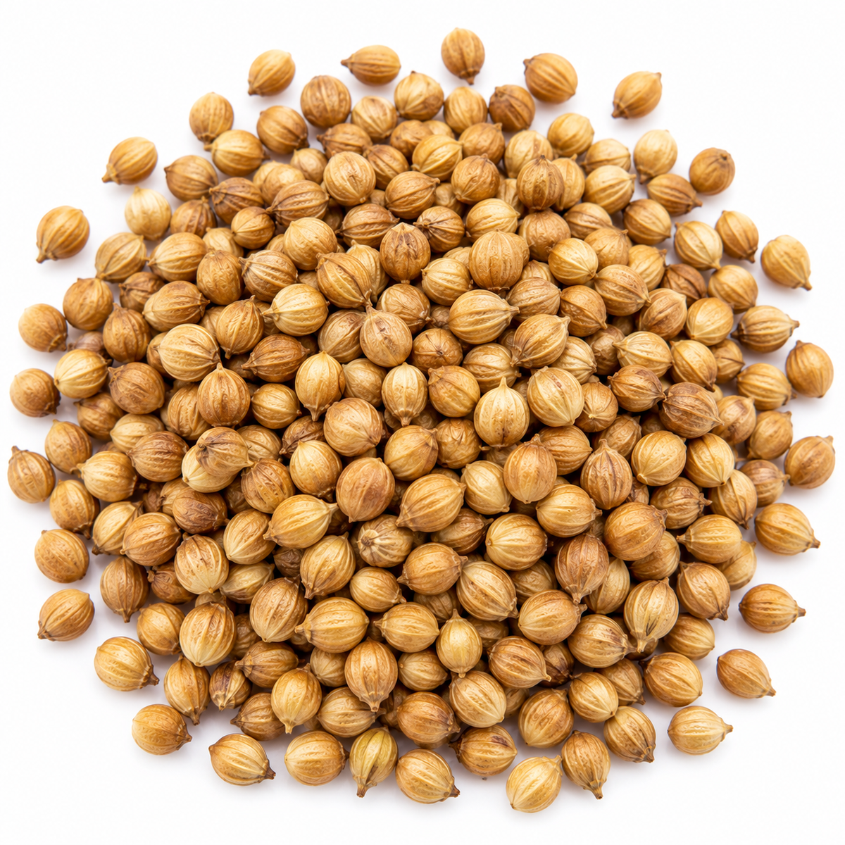 Coriander microgreen seeds 10g pack – non-GMO, high germination | Vanashree Organics