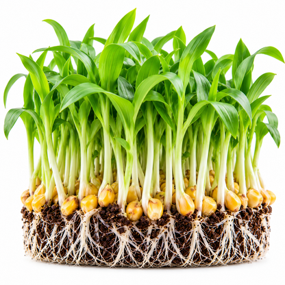 Corn microgreens tray grown at home from Vanashree Organics microgreen seeds